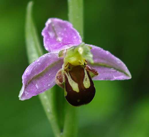 ophrys